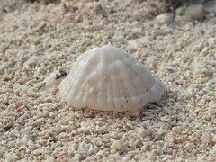 Montfortia emarginata