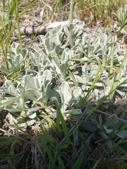 Antennaria parvifolia