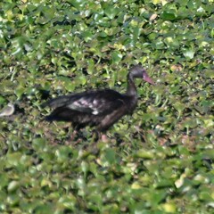 Plectropterus gambensis