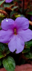 Achimenes