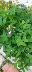 Oxalis latifolia