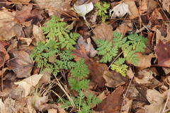 Chaerophyllum procumbens shortii