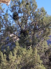 Phoradendron juniperinum