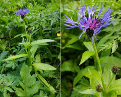 Centaurea montana