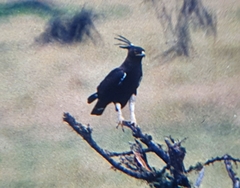 Lophaetus occipitalis