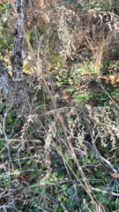 Eupatorium capillifolium