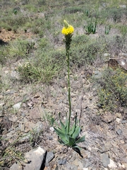 Bulbine narcissifolia
