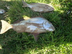 Rhabdosargus holubi