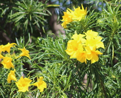 Cascabela thevetioides