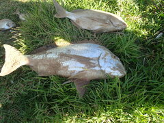 Rhabdosargus holubi
