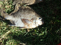 Dichistius multifasciatus