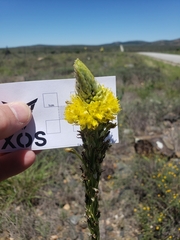 Bulbine narcissifolia