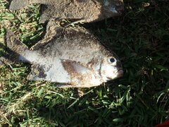 Dichistius multifasciatus