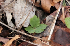 Cardamine diphylla