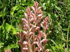 Orobanche caryophyllacea