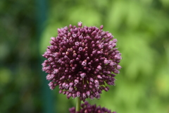Allium ampeloprasum