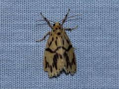 Miltochrista terminospota