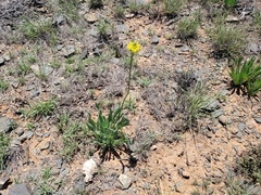Bulbine narcissifolia