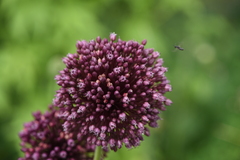 Allium ampeloprasum