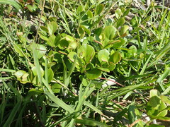 Gymnosporia nemorosa