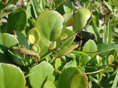 Gymnosporia nemorosa