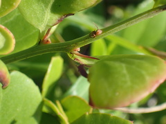 Gymnosporia nemorosa