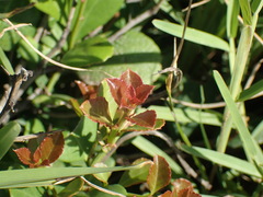Gymnosporia nemorosa