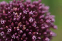 Allium ampeloprasum