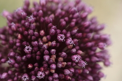 Allium ampeloprasum