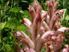 Orobanche caryophyllacea