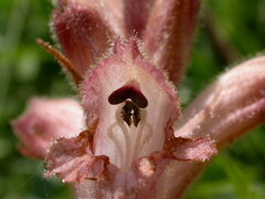 Orobanche caryophyllacea