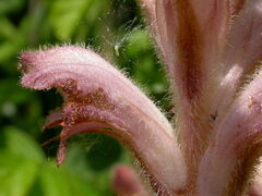 Orobanche caryophyllacea