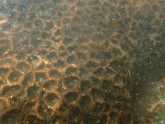 Palythoa mutuki
