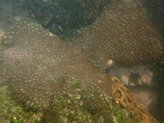 Zoanthus sansibaricus