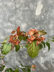 Angiospermae