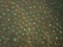 Zoanthus sansibaricus