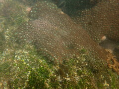 Zoanthus sansibaricus