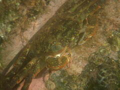 Grapsus fourmanoiri