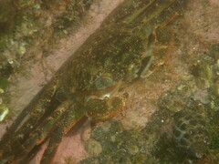 Grapsus fourmanoiri