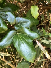 Lardizabala biternata