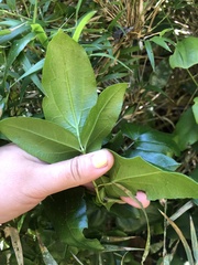 Lardizabala biternata