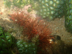 Anemonia natalensis