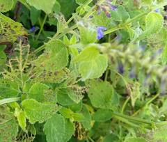 Salvia longispicata