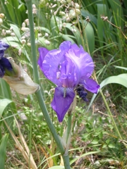 Iris pallida