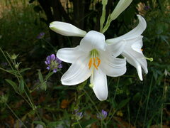 Lilium candidum