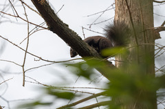 Sciurus vulgaris