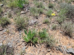 Bulbine narcissifolia