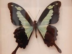 Papilio phorcas