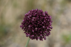 Allium ampeloprasum