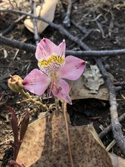 Alstroemeria hookeri